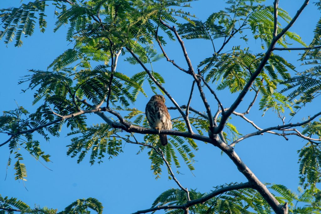 Bird Sighting Grand Isla Navidad Resort