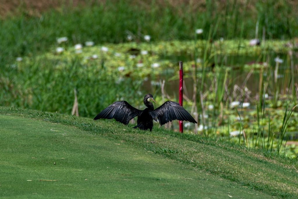 Bird Sighting Grand Isla Navidad Resort