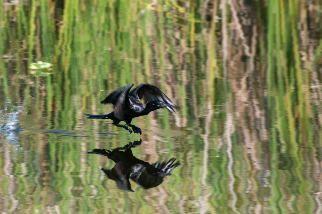 Bird Sighting Grand Isla Navidad Resort
