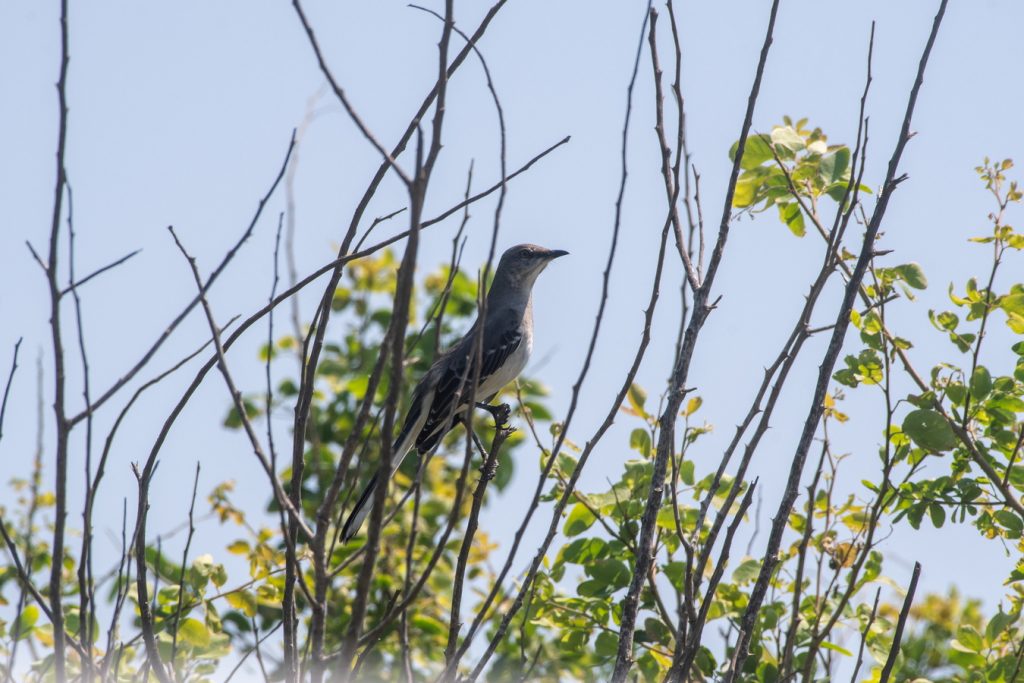 Bird Sighting Grand Isla Navidad Resort