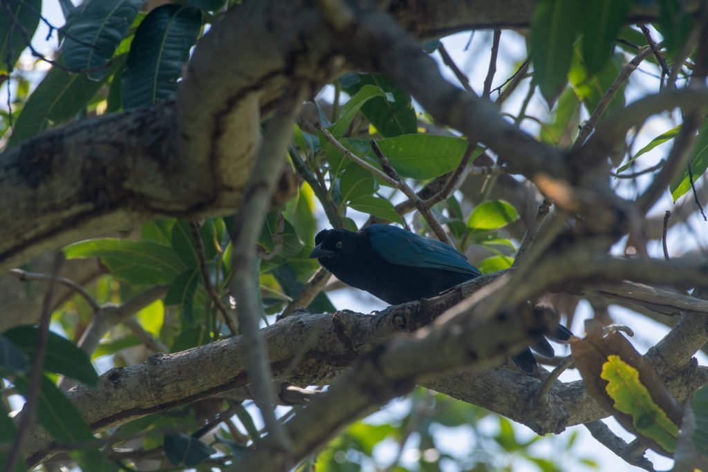 Bird Sighting Grand Isla Navidad Resort