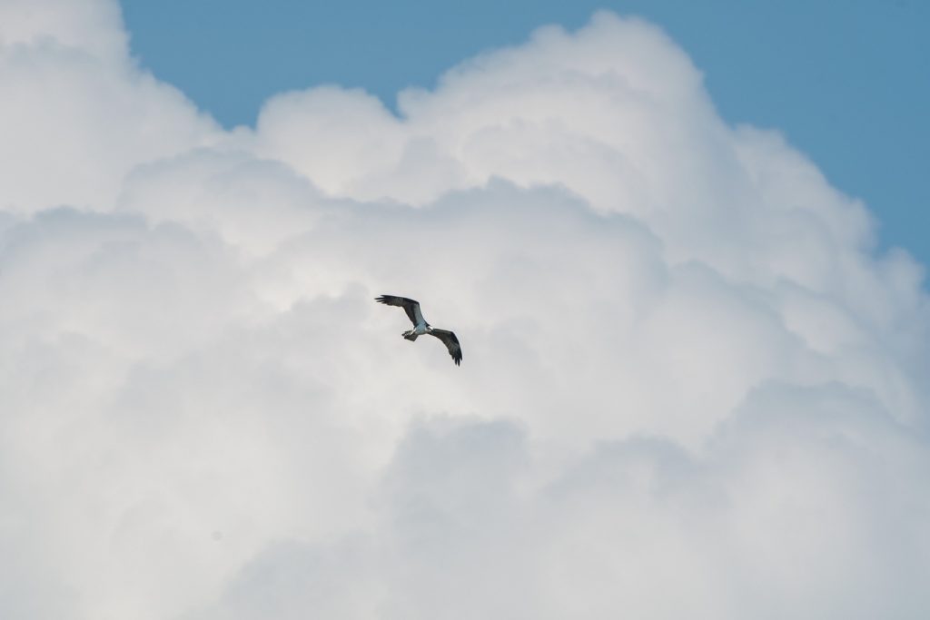 Bird Sighting Grand Isla Navidad Resort